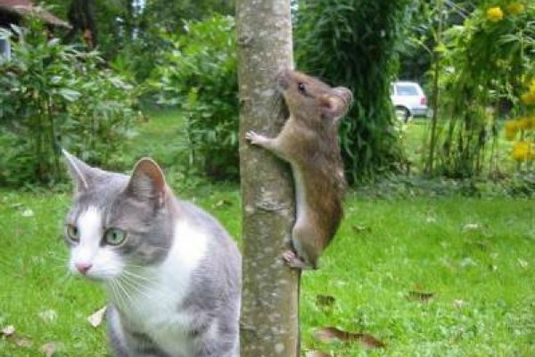 Кракен наркота что это