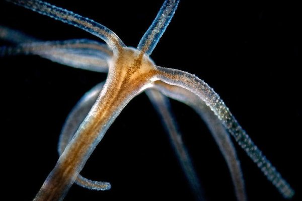 Kraken 6 at